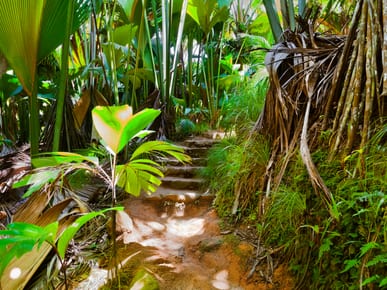 Walk in the Vallée de Mai